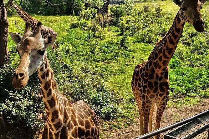 2025 Haller Park Half Day Tour from Mombasa
