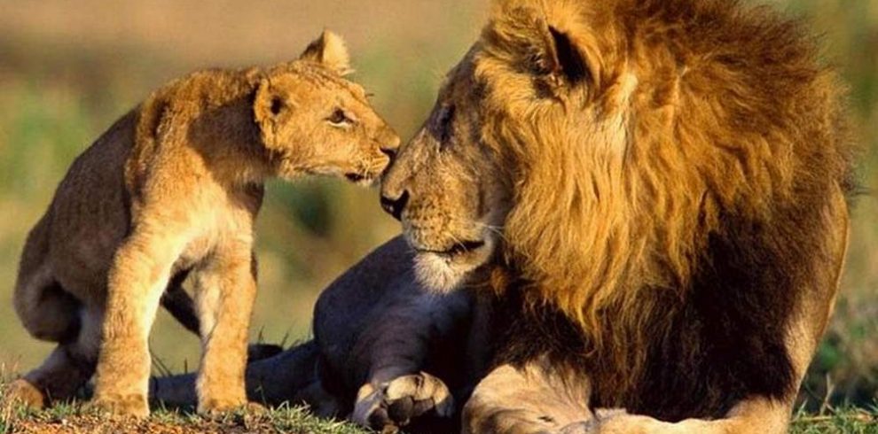 9 Days Kenya Wildlife Photography Safari Package2