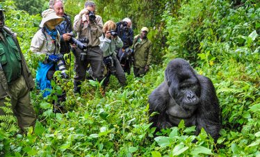 Chimpanzee & Gorilla Trekking Experience Uganda