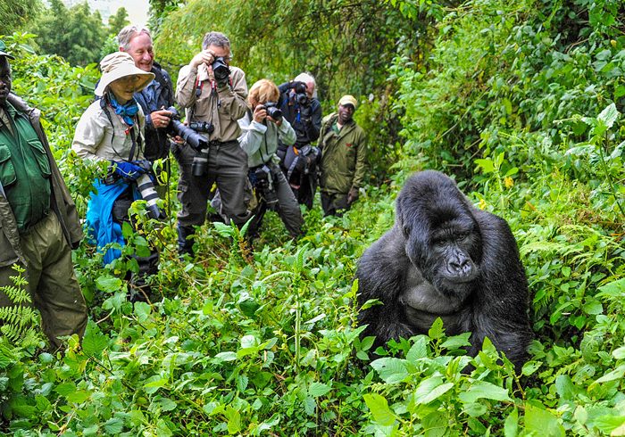 Chimpanzee & Gorilla Trekking Experience Uganda