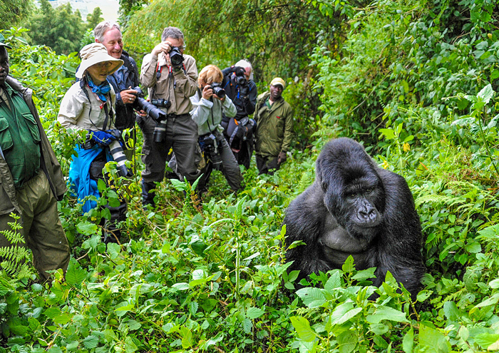 Chimpanzee & Gorilla Trekking Experience Uganda
