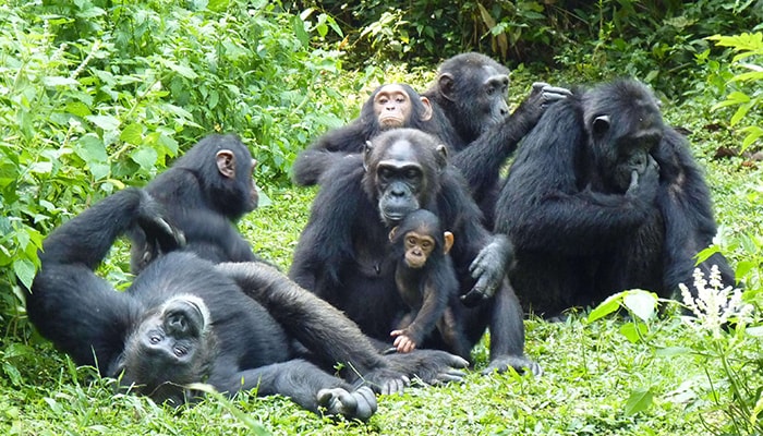Chimpanzee trekking in kibale forest national park Uganda