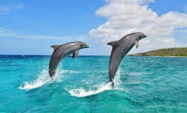 Dolphin Watching and Snorkeling Day Trip to Wasini Island from Mombasa
