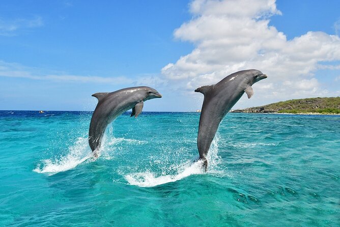 Dolphin Watching and Snorkeling Day Trip to Wasini Island from Mombasa