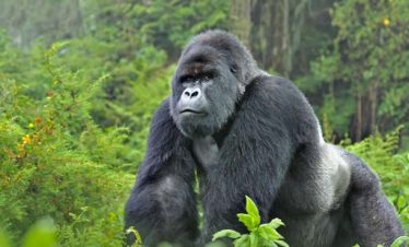 Gorilla trekking safaris in Uganda Uganda Safaris Tours Uganda Tours