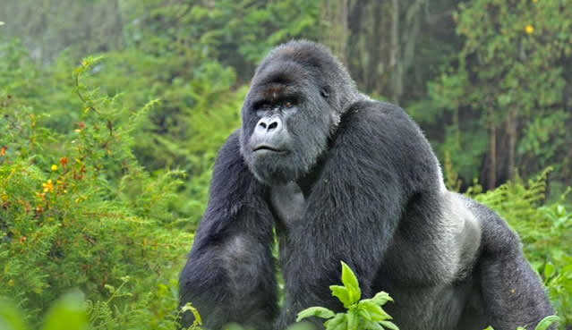 Gorilla trekking safaris in Uganda Uganda Safaris Tours Uganda Tours