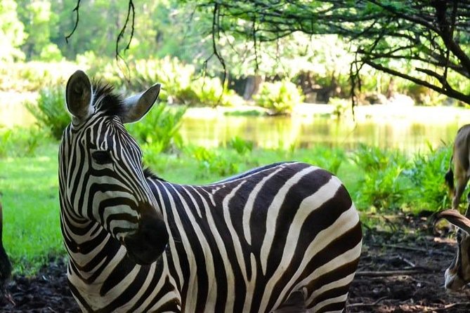 Haller Park Half Day Tour from Mombasa 2026