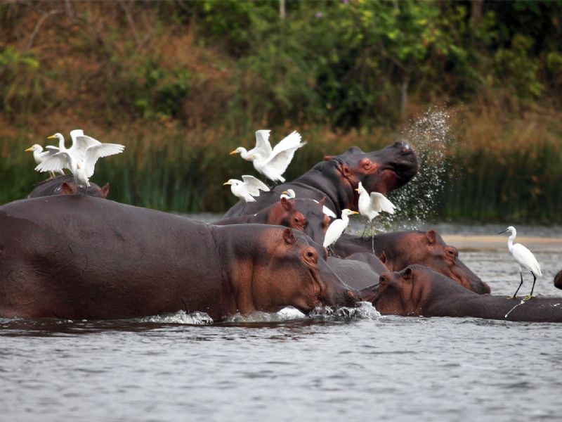 Kazinga Channel Boat Cruise, Queen Elizabeth National Park