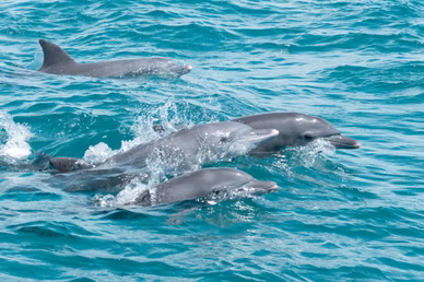 Marine park Pilli Pipa Dhow Safari