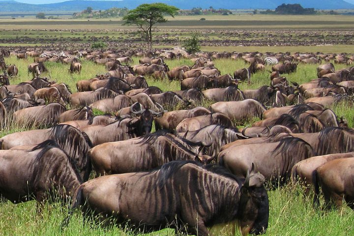 Nights Kenya & Tanzania The Great migration Safaris Masai Mara National Reserve