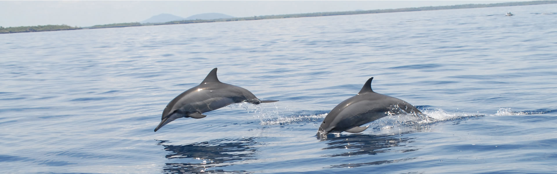 Pilli Pipa Dolphin Safari – Day Trip