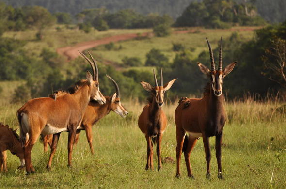 Shimba Hills National Reserve Tour Focus East Africa Tours