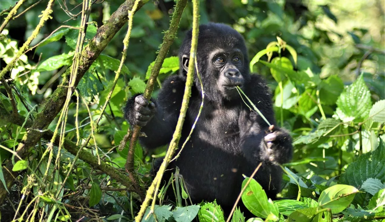 TTG9Gorilla and Chimp trekking