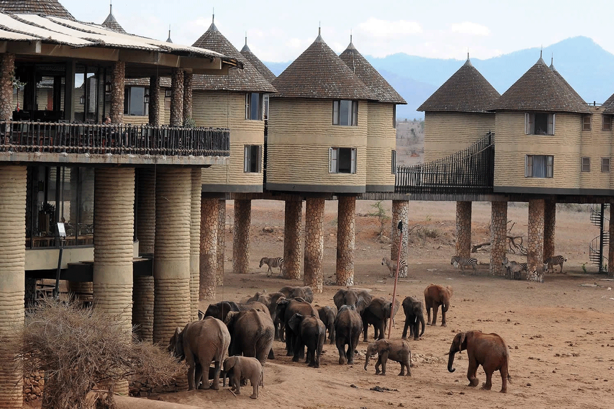 Tsavo east and Salt Lick Safari