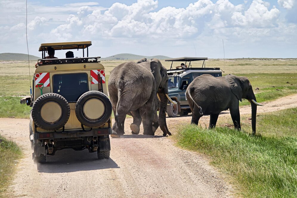 Diani Beach Tours and Safaris Uganda Safaris Gorilla Trekking, Wildlife & More Asilia