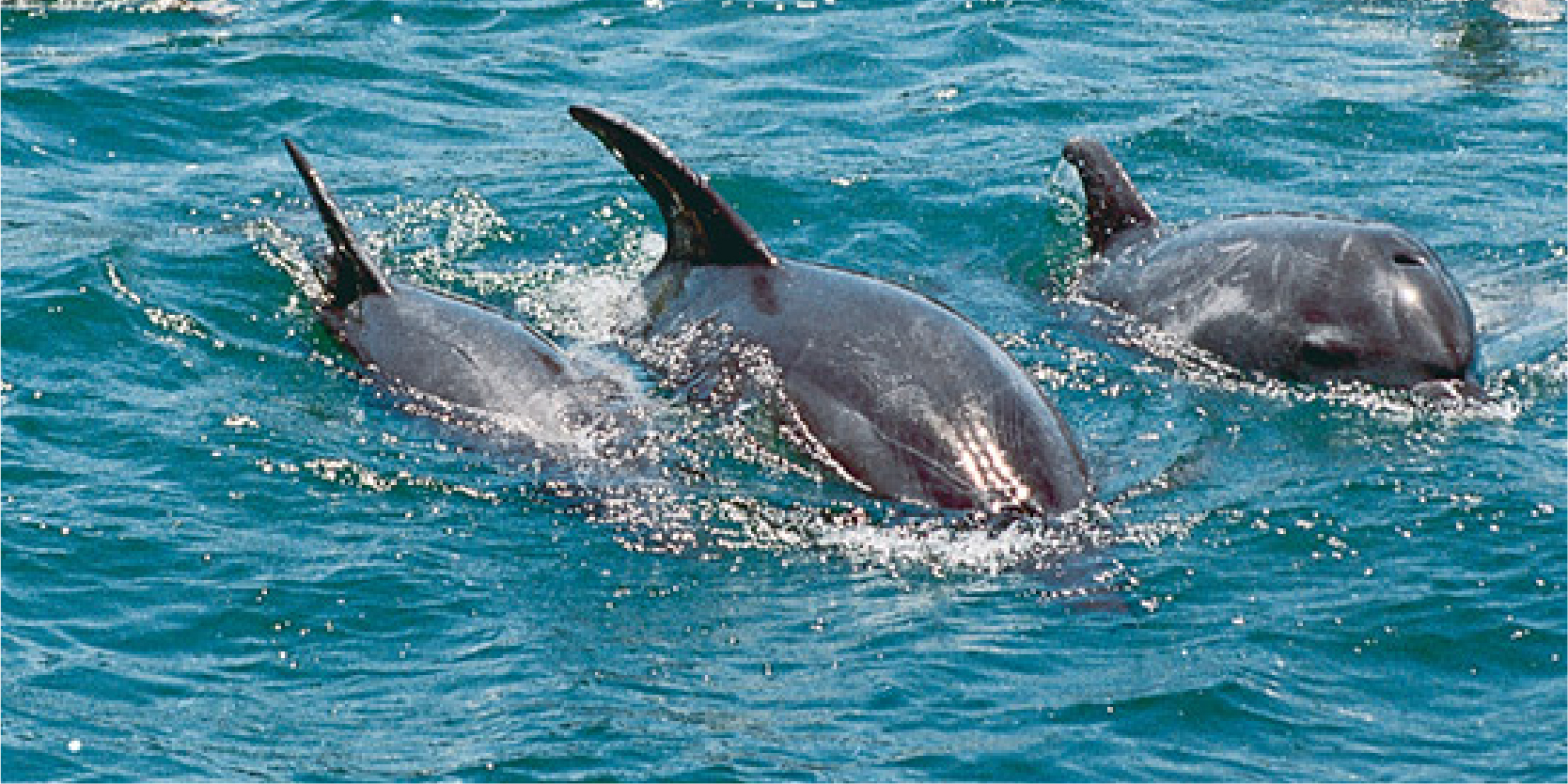 Wasini Island and Dolphin Trip