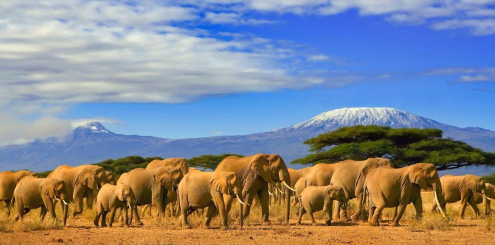 affordable Tanzania wildlife Safaris tours