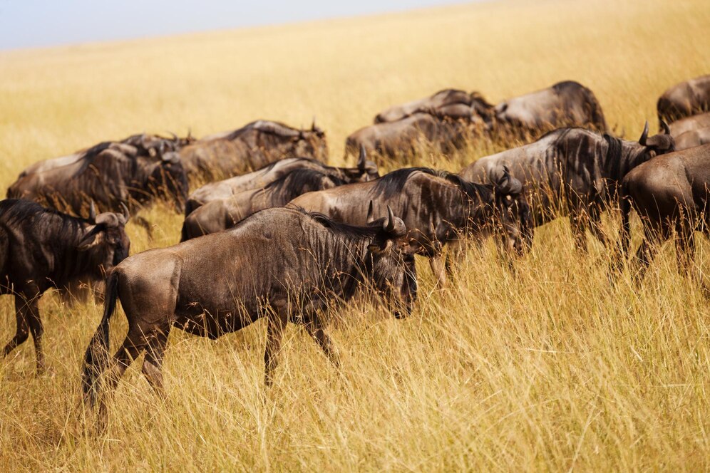 best kenya tanzania safari tours