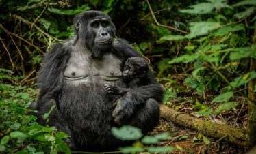 gorilla trekking in bwindi