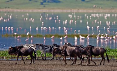 lake nakuru masai mara serengeti lake manyara ngorongoro safari package