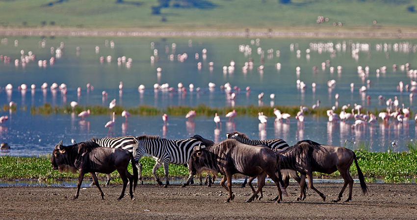 lake nakuru masai mara serengeti lake manyara ngorongoro safari package