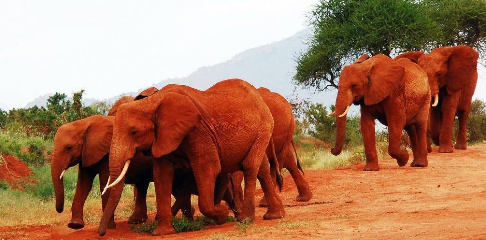 red elephants tsavo