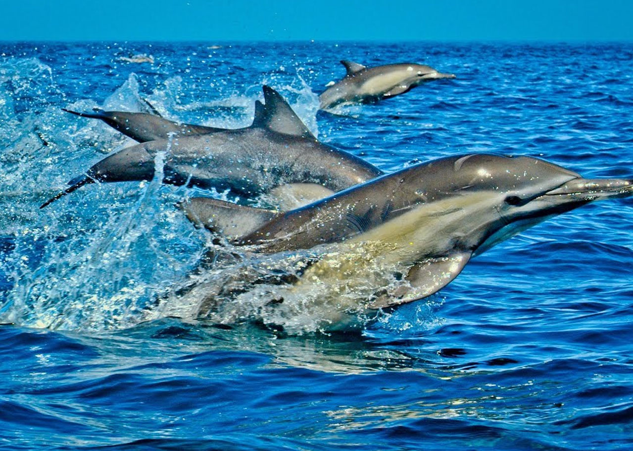rhino wasini island dolphin tour and snorkeling mombasa tour