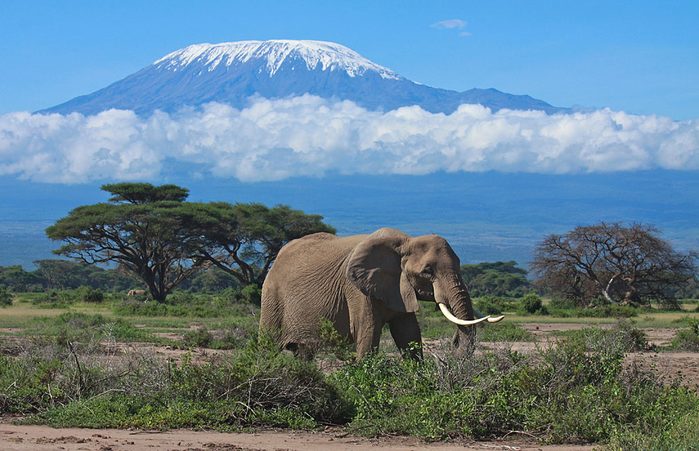 5 DAYS, 4 NIGHTS SAFARI TO TSAVO EAST,TSAVO WEST AND AMBOSELI FROM NAIROBI