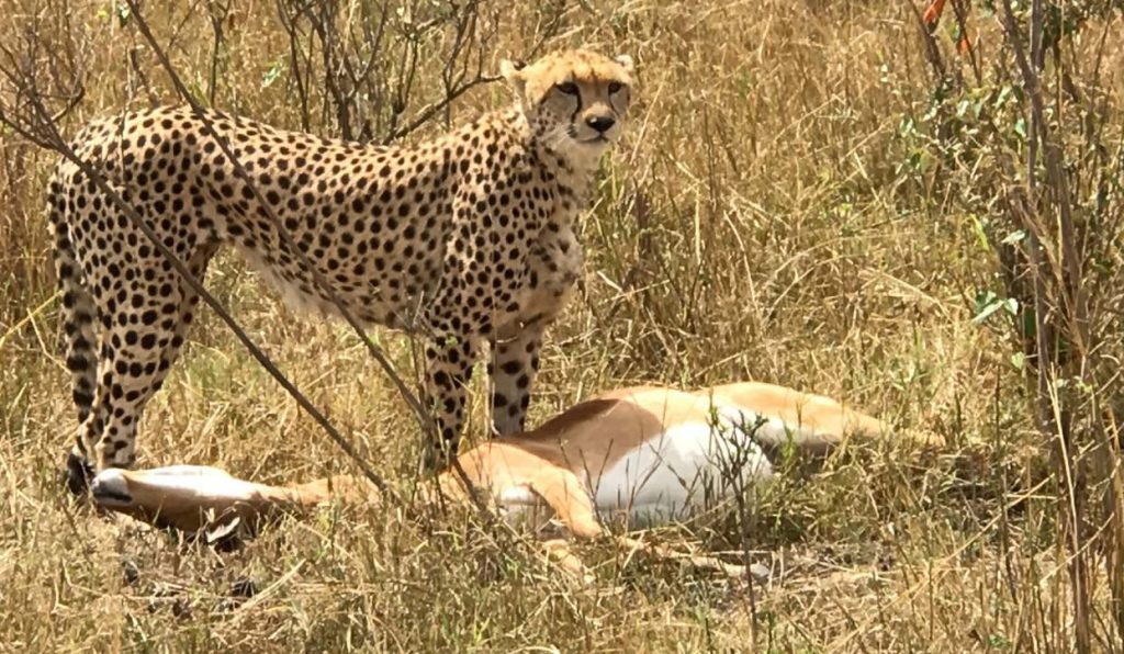 affordable tour packages in Kenya Uganda Tanzania 5 Days Maasai Mara & Amboseli WildlifeTour Self Drive Kenya