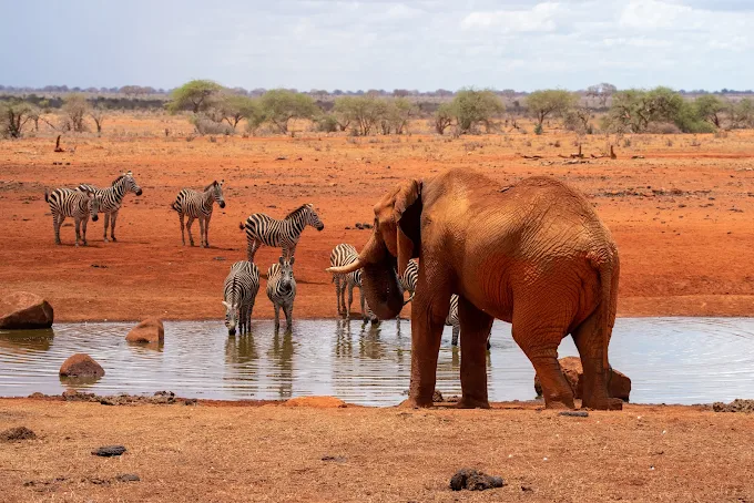 A Thrilling 2 Day Safari from Diani to Tsavo East