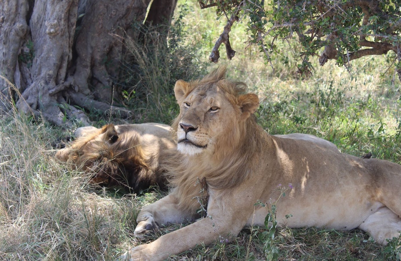 Diani Tsavo 3 Day Safari Package Diani Beach Safari Packages