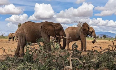 Experience the Wild Side of Kenya – A Thrilling 2 Day Safari from Diani to Tsavo East