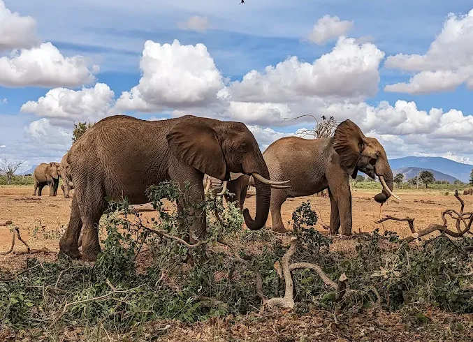 Experience the Wild Side of Kenya – A Thrilling 2 Day Safari from Diani to Tsavo East