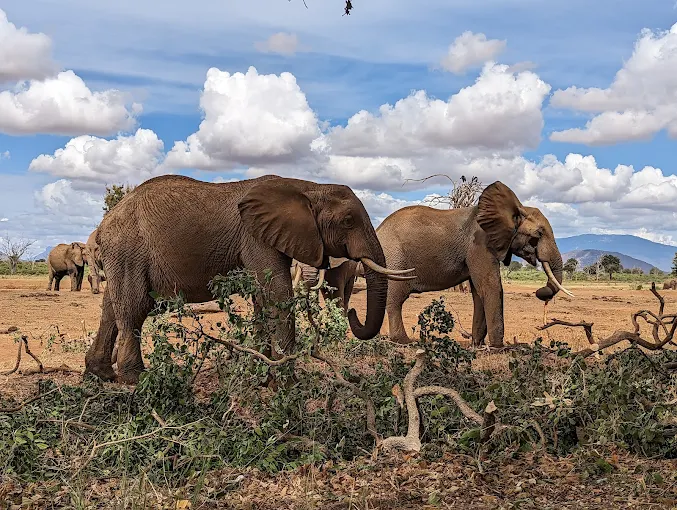 Experience the Wild Side of Kenya – A Thrilling 2 Day Safari from Diani to Tsavo East