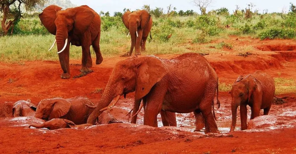 Tsavo West & Amboseli tour 3 days Mombasa to Nairobi safari.