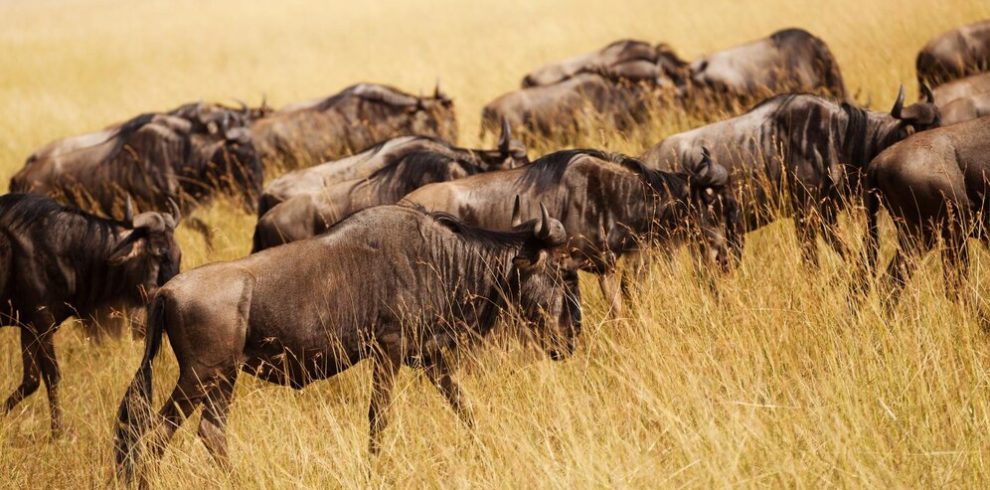 Explore Kenya’s Wild Beauty with Lorick Tours and Safaris Your Trusted Safari Partner