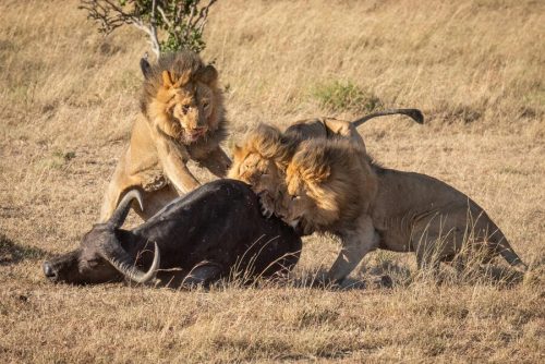 Kenya Safari Tours Packages Kenya Safari Holidays ...