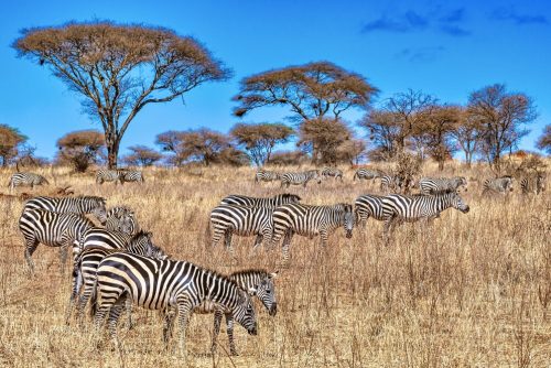 Masai Mara Nature's epic safari destination in Kenya