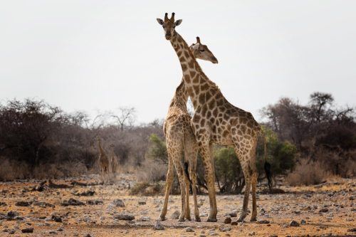 Tanzania Safari Tours Serengeti, Ngorongoro  More