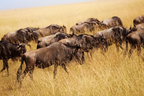 best kenya tanzania safari tours