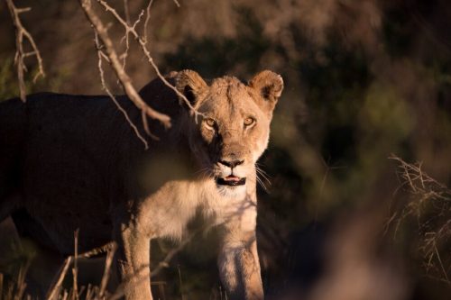 kenya safaris lorick tours and safaris